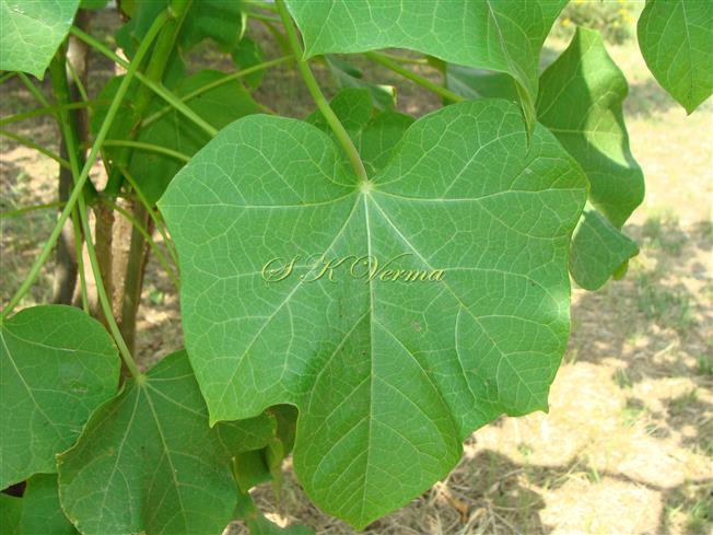  Leaf-(Adaxial view)